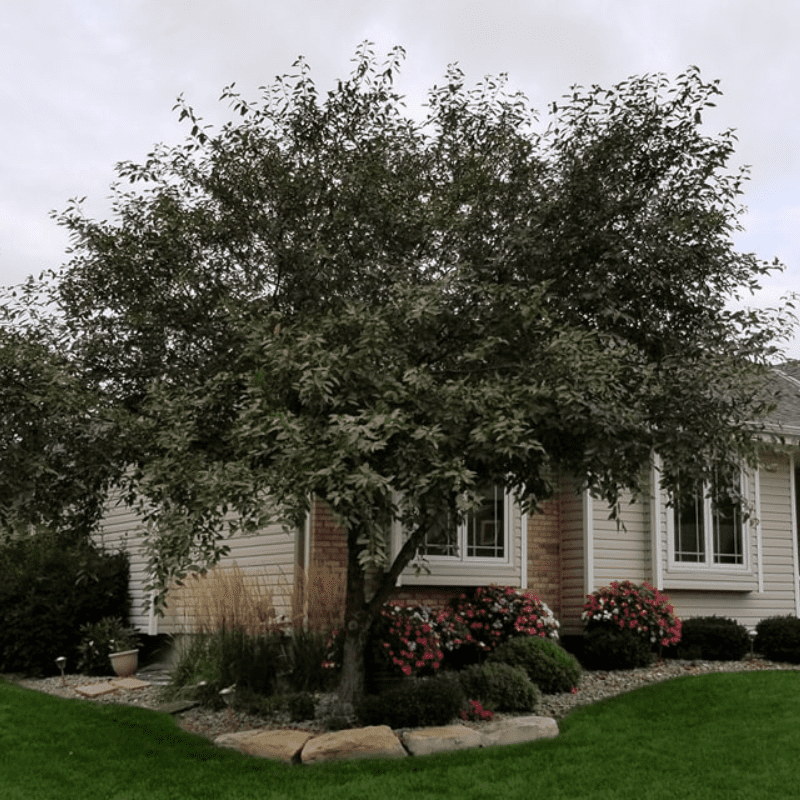 Tree Care Papillion, NE