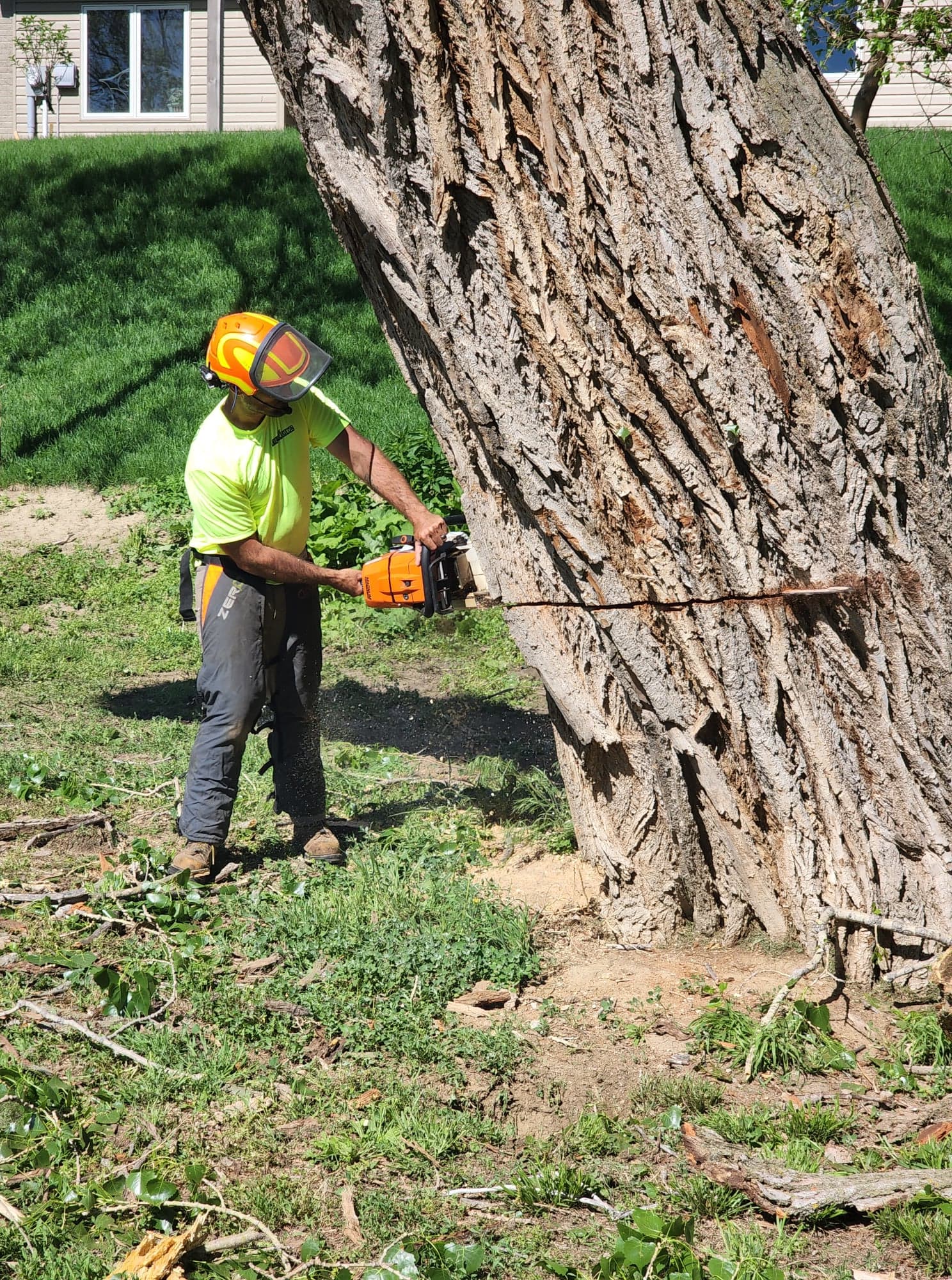 Tree Removal Papillion, NE